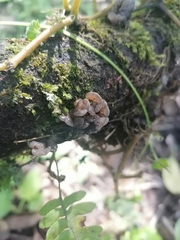 Auricularia fuscosuccinea
