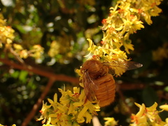 Xylocopa sonorina