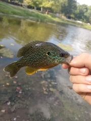 Lepomis gibbosus × cyanellus