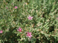 Frankenia salina