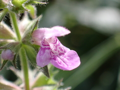 Stachys palustris