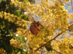 Xylocopa sonorina