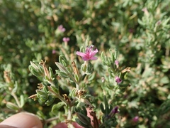 Frankenia salina