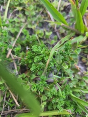 Polypremum procumbens