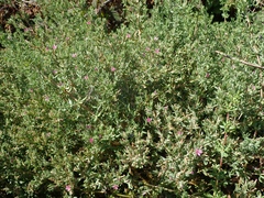 Frankenia salina