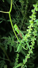 Conocephalus fasciatus