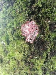 Herpothallon rubrocinctum