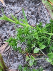 Polypremum procumbens