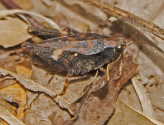 Tettigidea lateralis