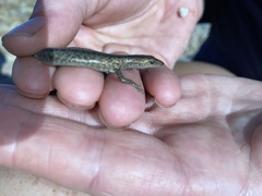 Cryptoblepharus litoralis