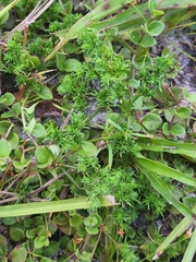 Polypremum procumbens