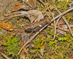 Tettigidea lateralis