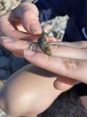 Cryptoblepharus litoralis