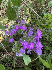 Phlox maculata
