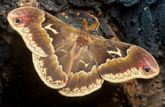 Callosamia angulifera