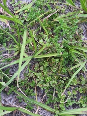 Polypremum procumbens