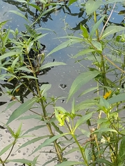 Lithobates catesbeianus