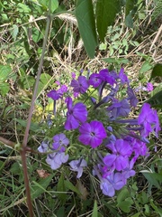 Phlox maculata