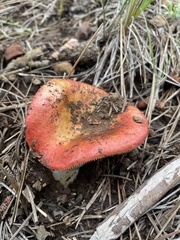 Russula
