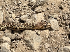 Pituophis catenifer