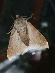 Bastilla hamatilis