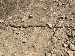 Pituophis catenifer
