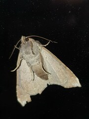 Bastilla hamatilis