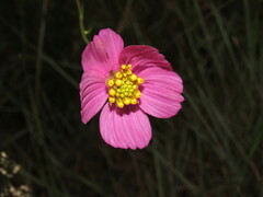 Cosmos crithmifolius