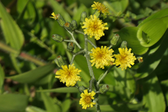 Hieracium scabrum