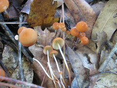 Mycena