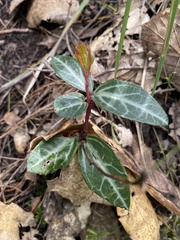Chimaphila maculata