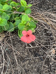 Barleria repens
