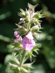 Stachys palustris