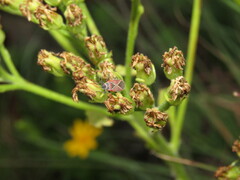 Neacoryphus bicrucis
