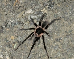 Cyrtopholis portoricae