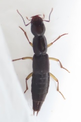 Homaeotarsus