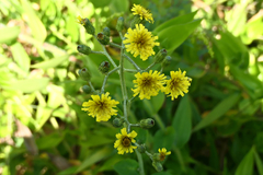 Hieracium scabrum
