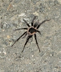 Cyrtopholis portoricae