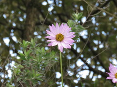 Iostephane heterophylla