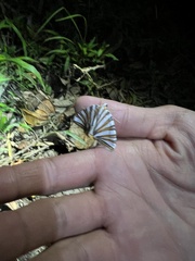 Pityeja histrionaria