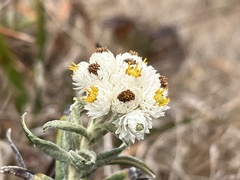 Anaphalis margaritacea