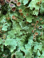 Ricasolia quercizans