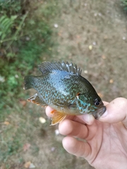 Lepomis gibbosus × cyanellus