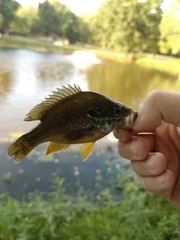 Lepomis gibbosus × cyanellus