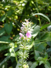 Stachys palustris