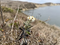 Anaphalis margaritacea