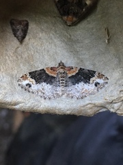 Xanthorhoe ferrugata