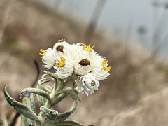 Anaphalis margaritacea