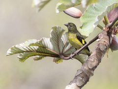 Spinus xanthogastrus