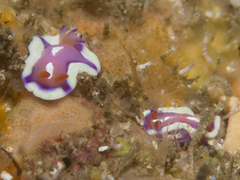 Mexichromis pusilla